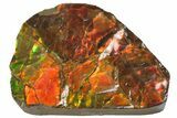 Iridescent Ammolite (Fossil Ammonite Shell) - Alberta, Canada #156831-2